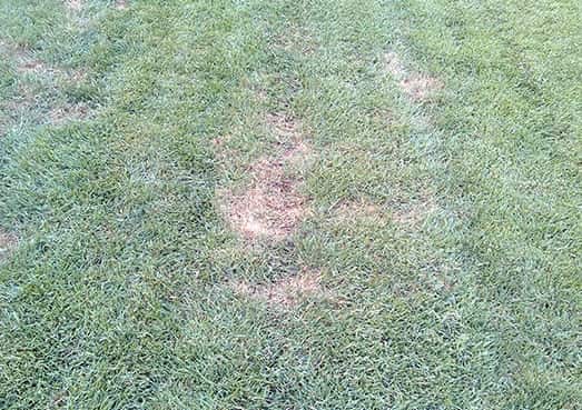 Plaques jaunes dans la pelouse